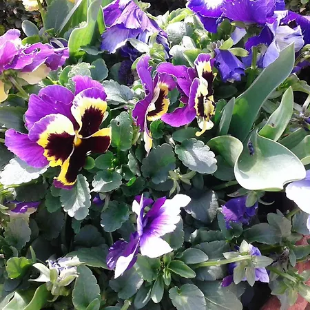 Casale Dei Cento Acri 2*